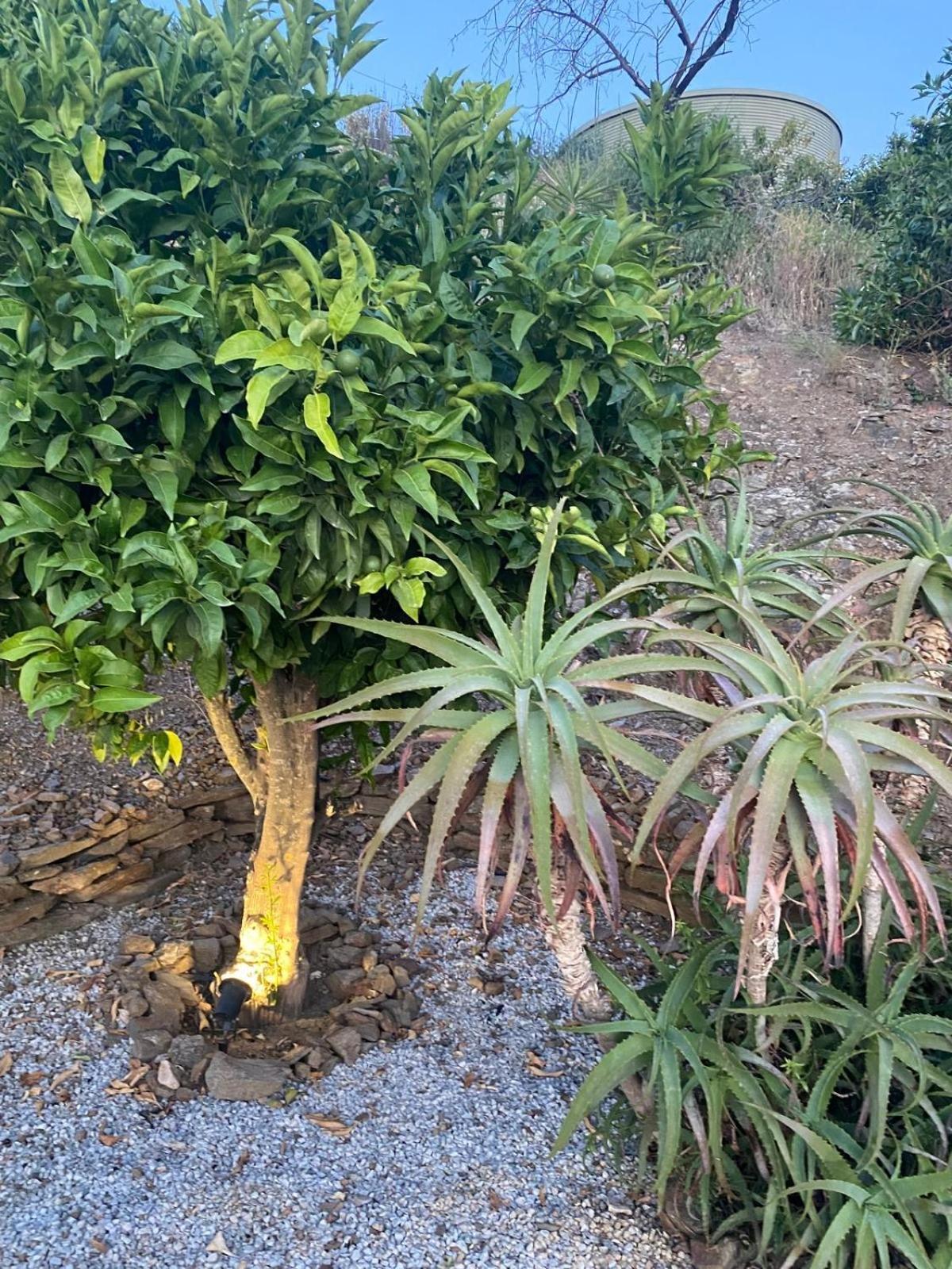 Finca Angelita تورّوكس كوستا المظهر الخارجي الصورة