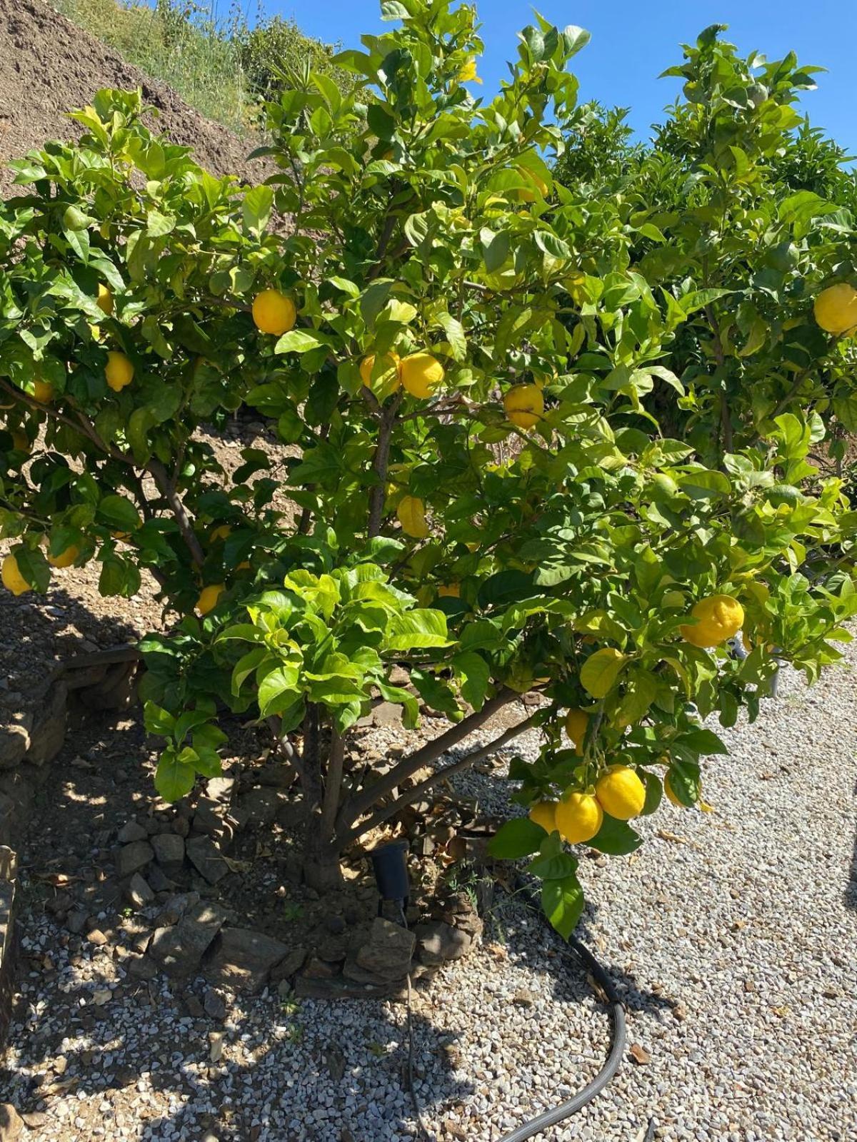 Finca Angelita تورّوكس كوستا المظهر الخارجي الصورة